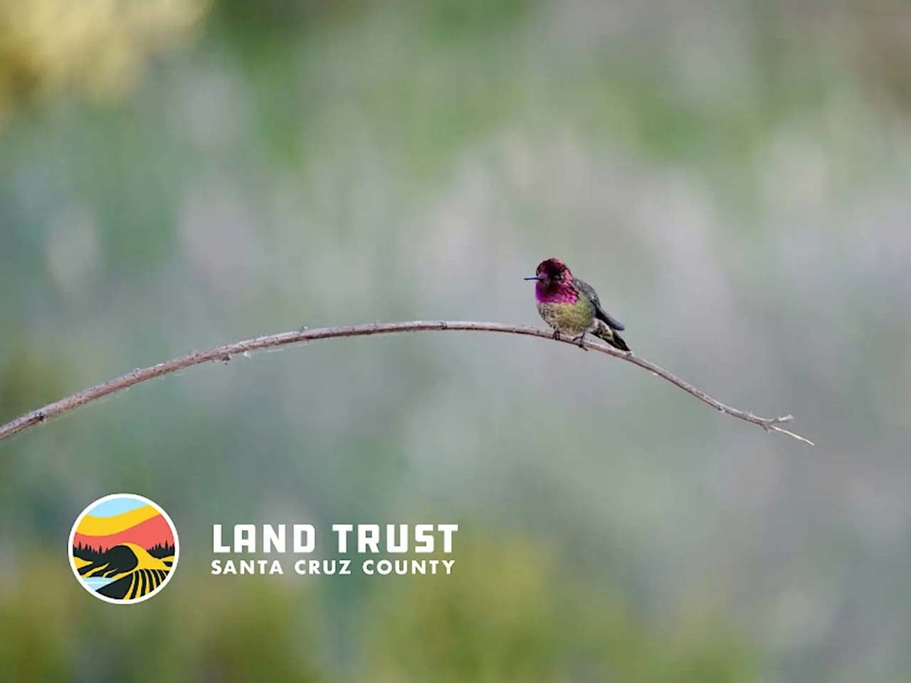 A colorful humming bird perched on a tiny long twig