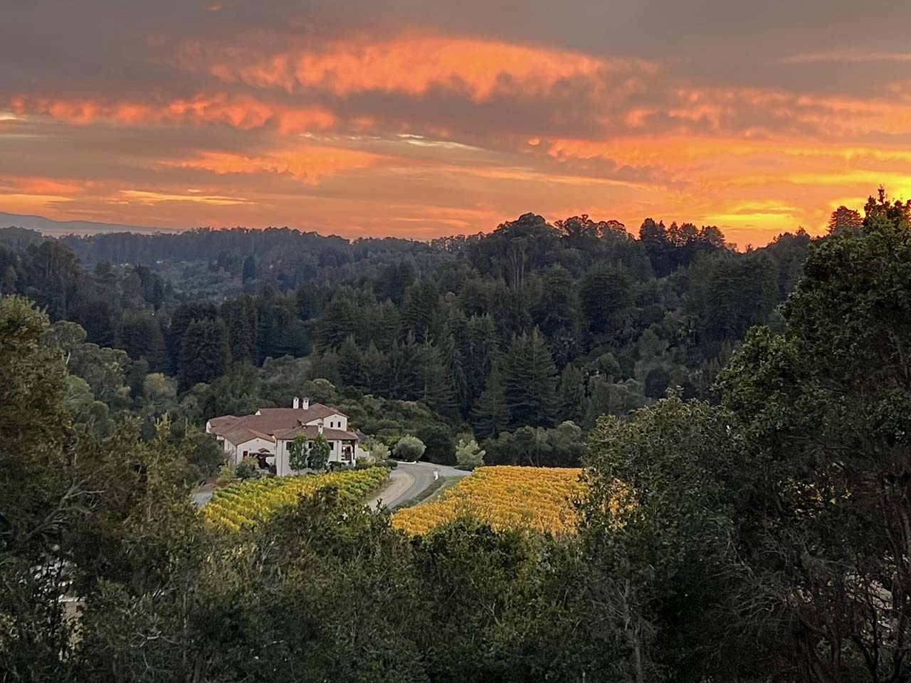 A sunset over a vineyard nestled among large green trees in the mountains. The vineyard leaves in fall are turning bright yellow.