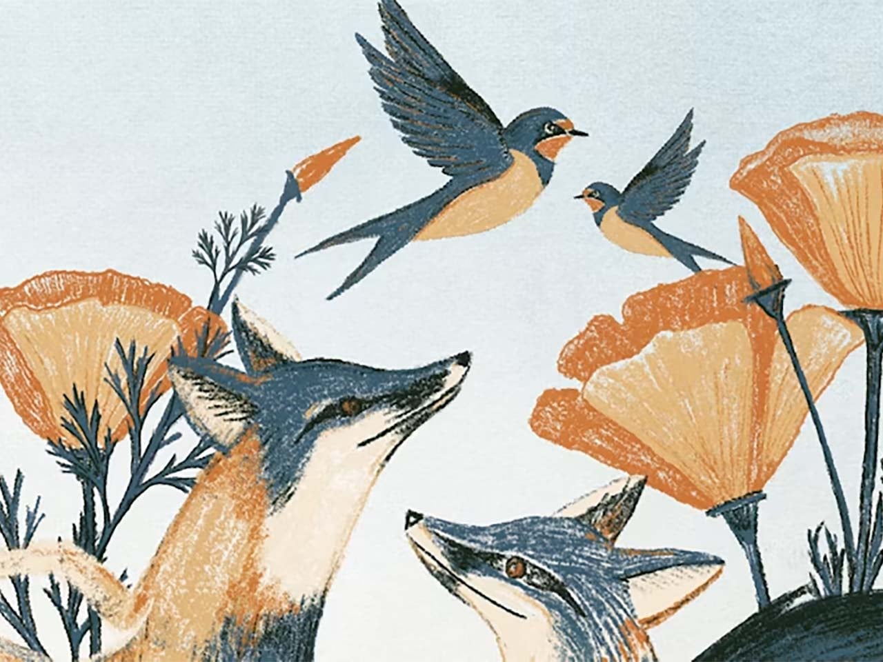 Artist drawing of foxes, hummingbirds, and California poppies