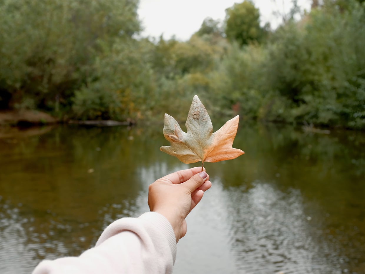 Highlands County Park Fall Leaf Over San Lorenzo by Desi Wishart