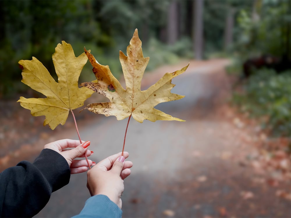 Henry Cowell Fall Leaves