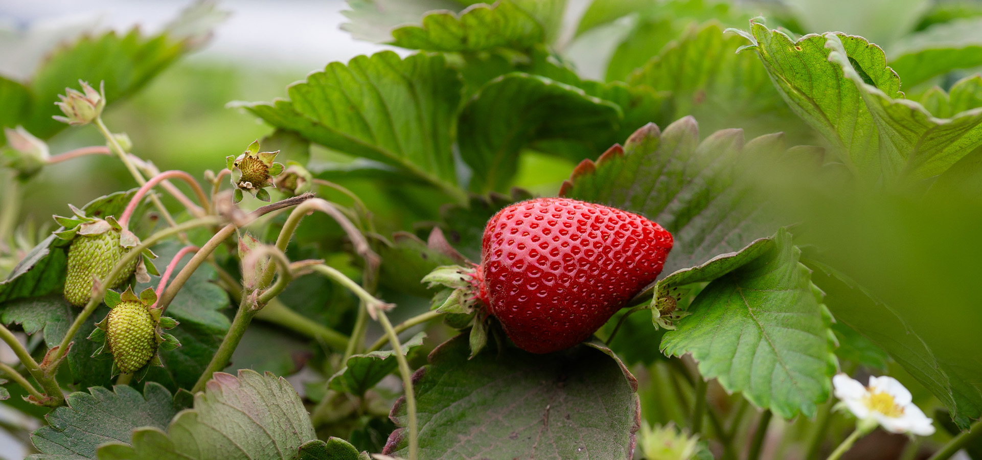 Strawberries on the vine at a farm in Watsonville. Photographed by Jamie Hall