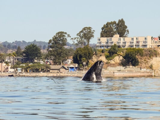 Whale breaching outside of Capitola. Photographed by John Hunter