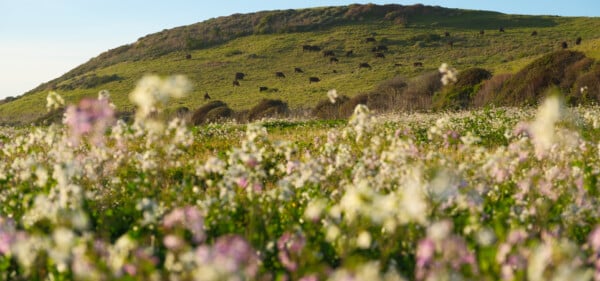Charlock plant, wild radish flowers, in Cotoni Coast Dairies. Photographed by Daniel Gorostieta