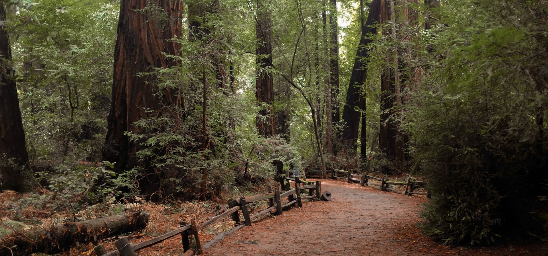 Redwood Trail in Felton. Photographed by Desi Christina