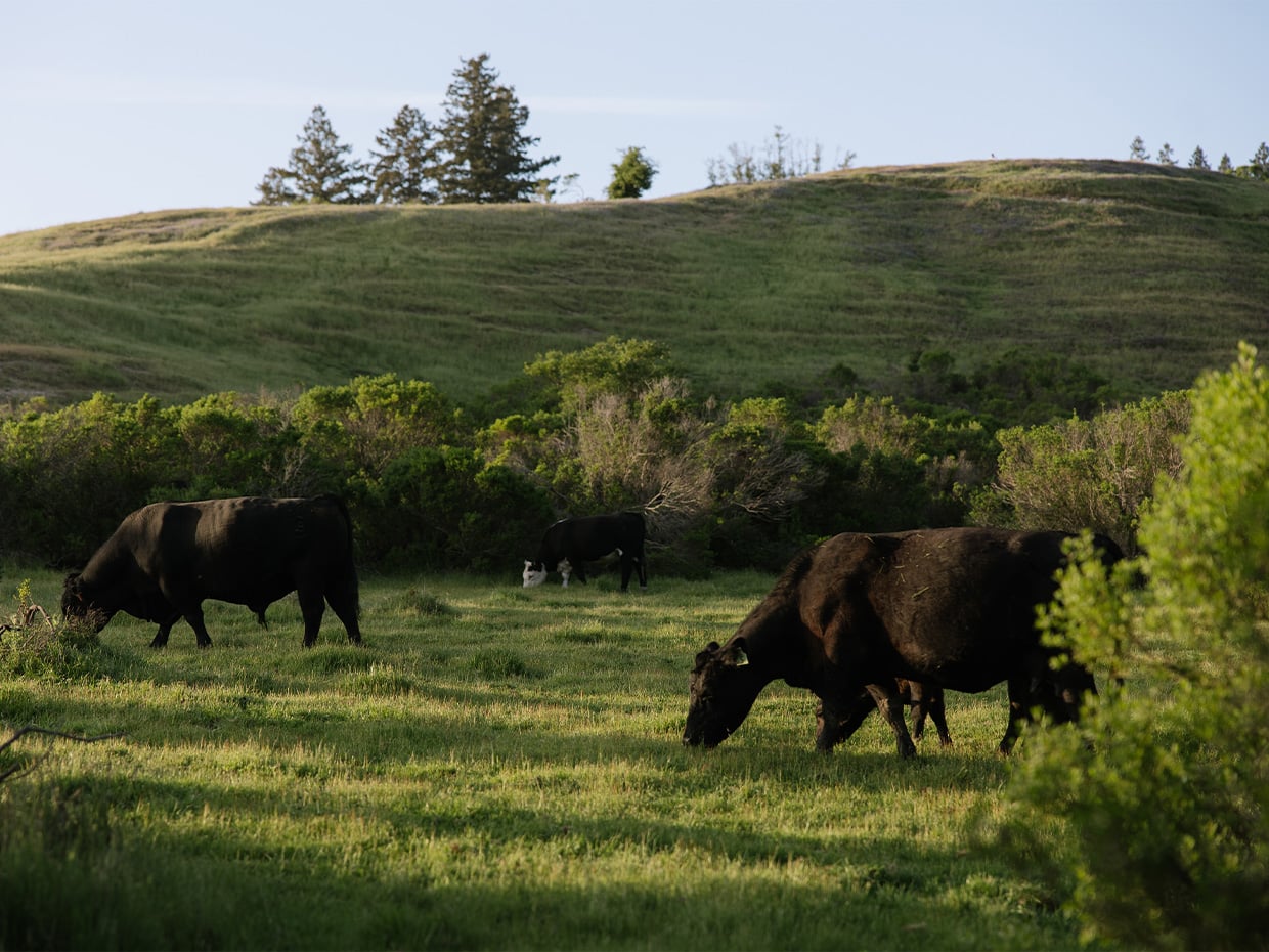 Cattle at Glenwood Preserve. Photographed by Ben Ingram