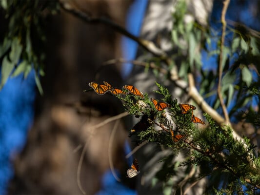 Monarch butterflies in Natural Bridges State beach. Photographed by Daniel Gorostiesta