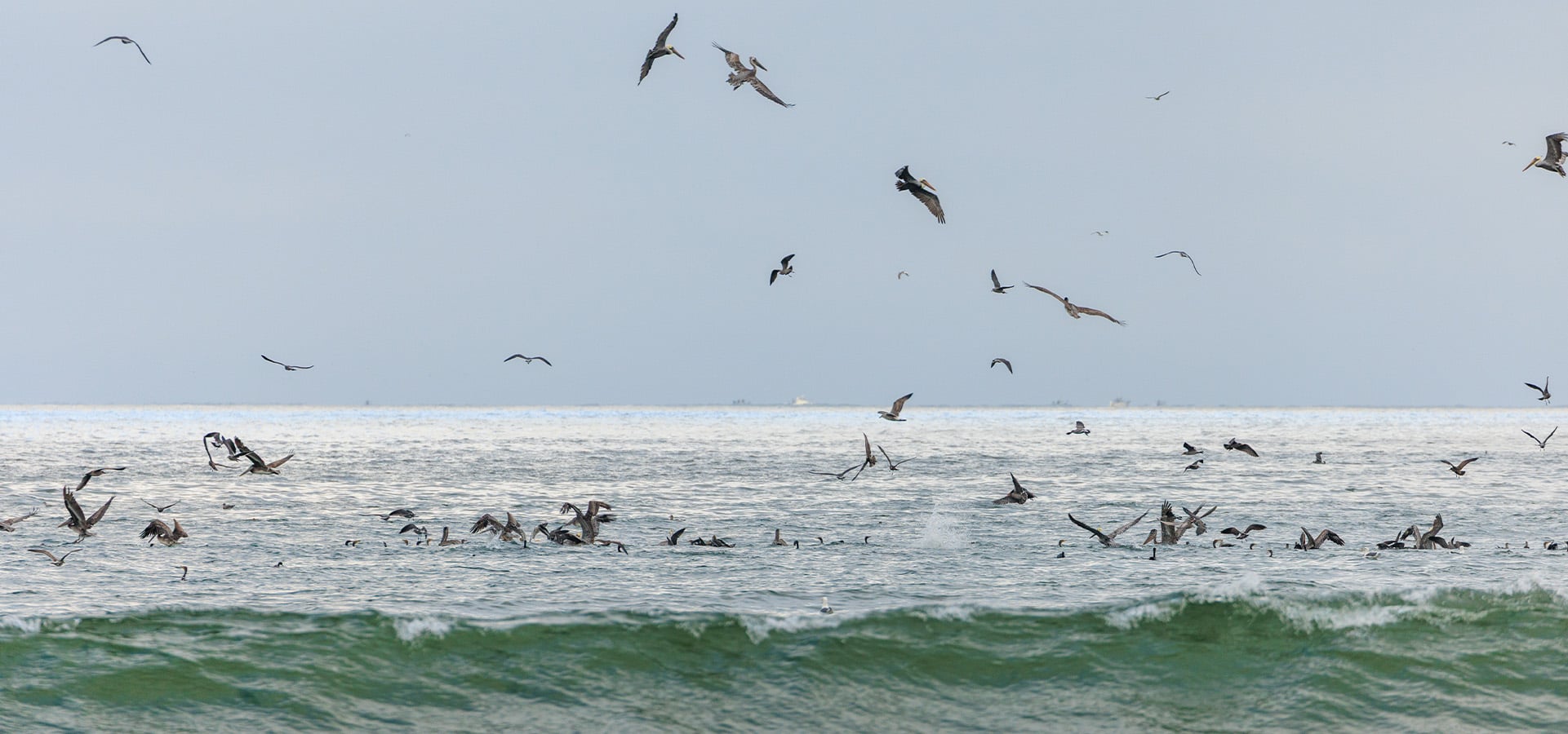 Pelicans flying around and diving into the ocean. Taken at Pajaro Dunes by photographer Daniel Gorostieta