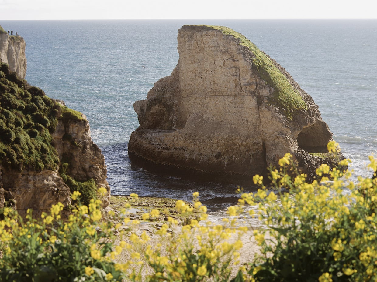 Shark Fin cove with wildflowers. Photographed by Desi Wishart