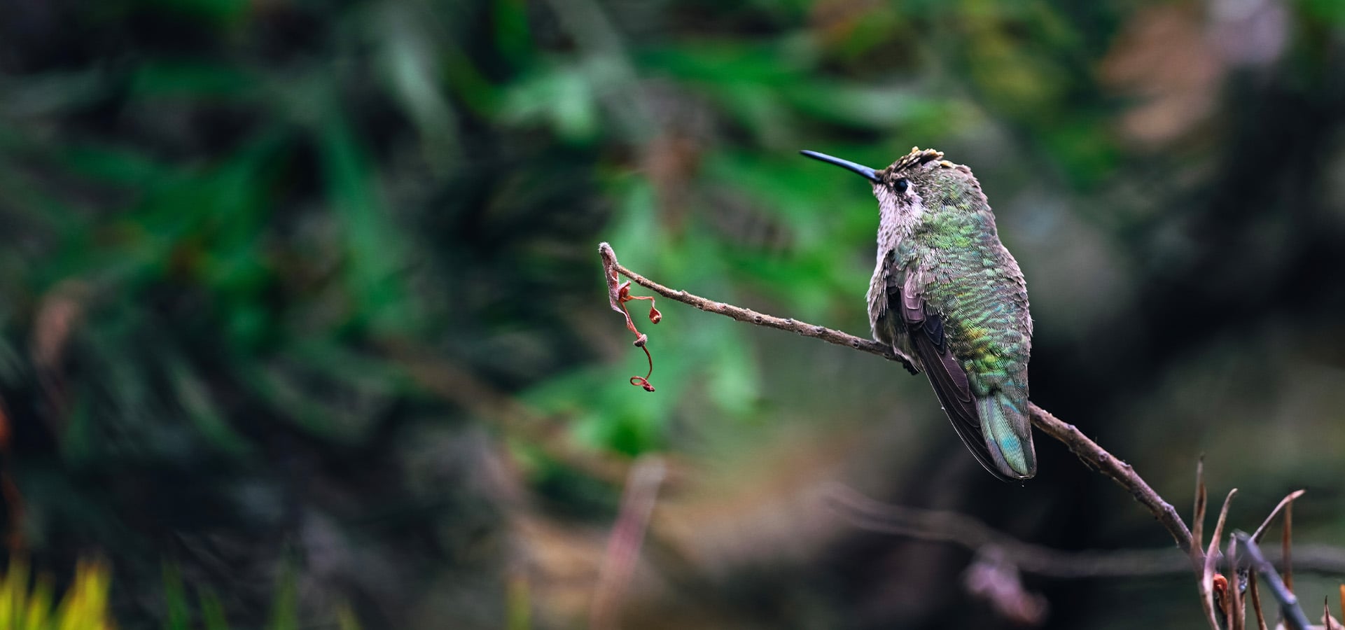 Hummingbird at UCSC Arboretum. Photographed by Jenn Dan
