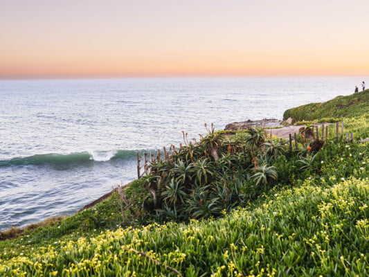 Succulent flowers alongside West Cliff Drive during sunset. Photographed by liz Birnbaum, the Curated Feast