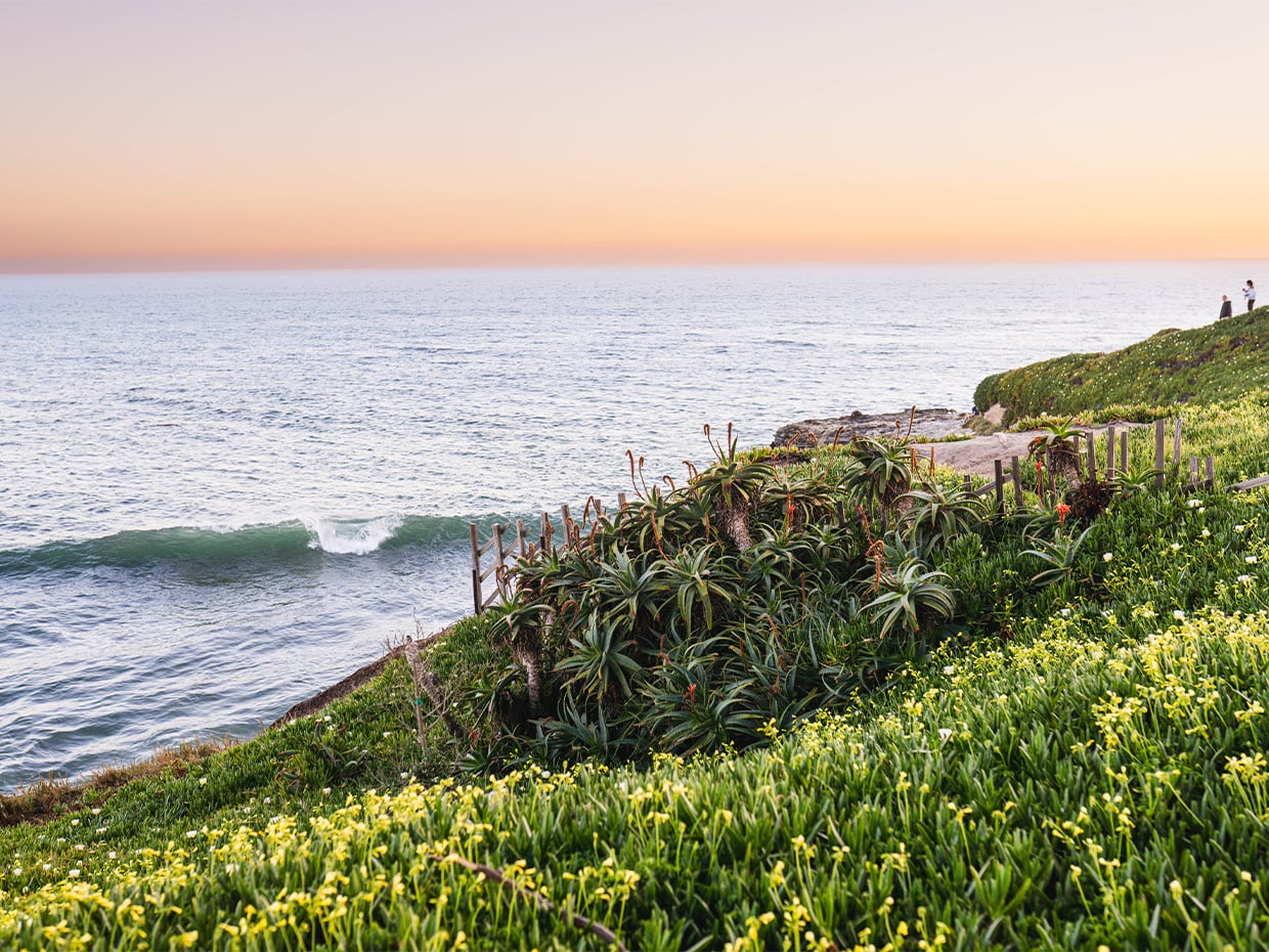 Succulent flowers alongside West Cliff Drive during sunset. Photographed by liz Birnbaum, the Curated Feast