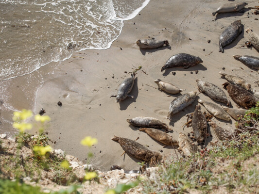 Seals on the beach at Wilder Ranch. Photographed by Desi Christina