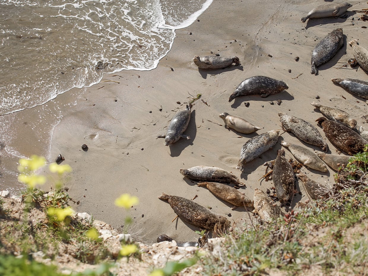 Seals on the beach at Wilder Ranch. Photographed by Desi Christina