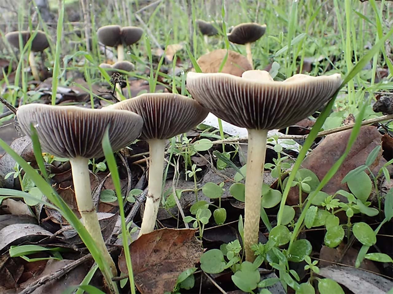 mushrooms growing from clover