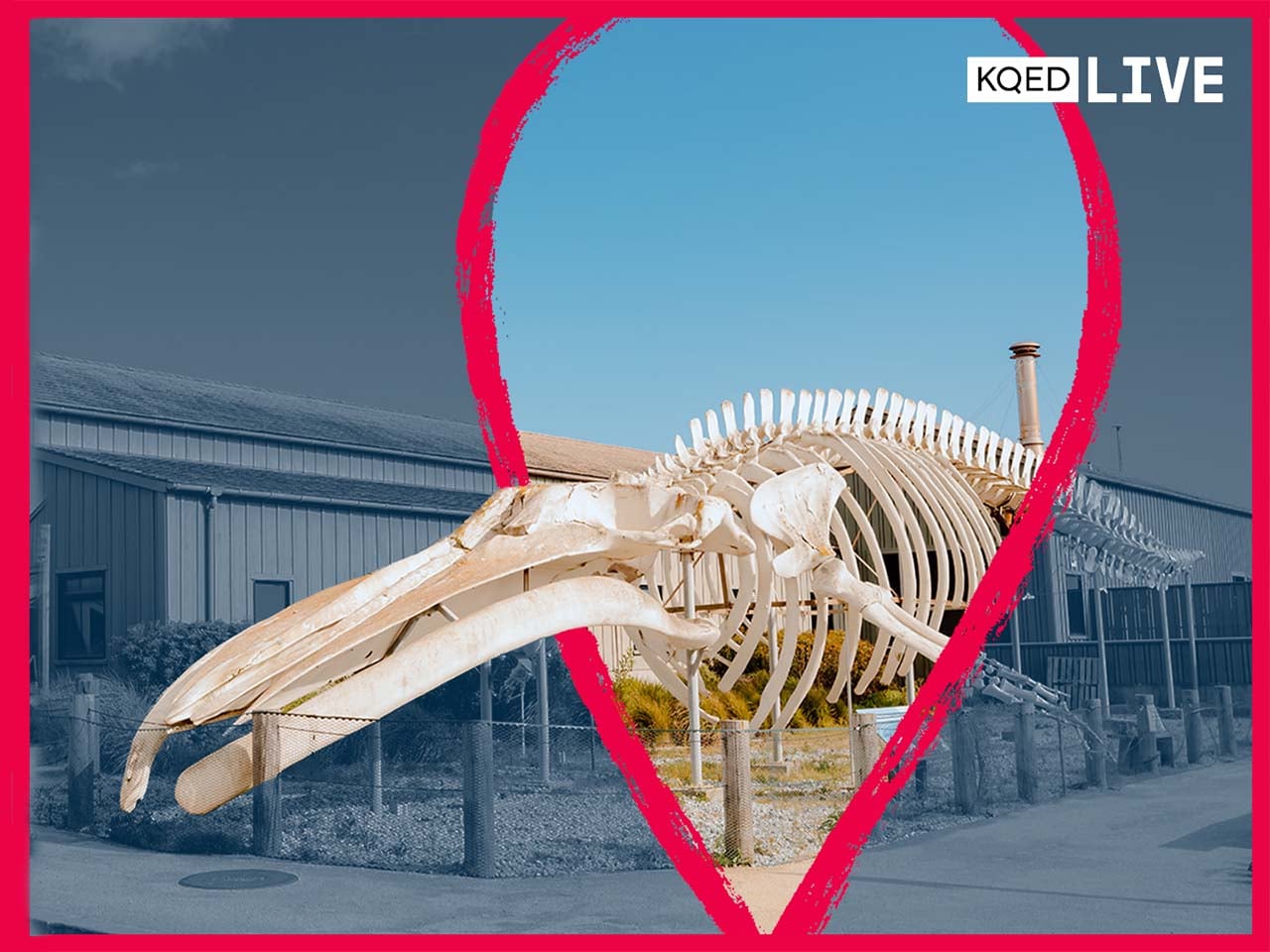 A blue whale skeleton